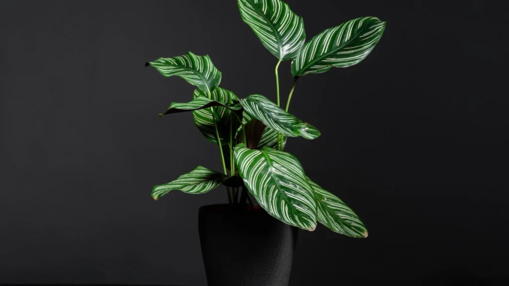 Calathea